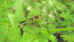 Hypselonotus lineatus