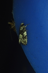 Gypsonoma adjuncta