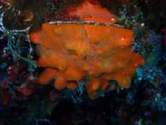 Porifera
