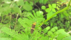 Hypselonotus lineatus