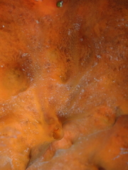 Porifera