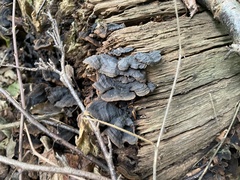 Hymenochaete rubiginosa