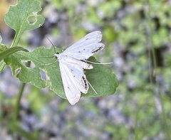 Cataclysta lemnata