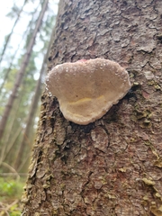 Fomitopsis pinicola