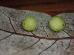 Belonocnema treatae