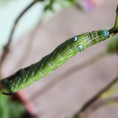 Rhagastis albomarginata