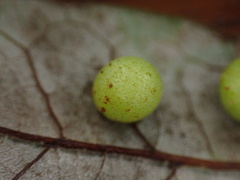 Belonocnema treatae