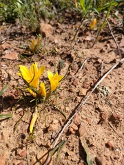 Romulea diversiformis