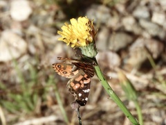 Vanessa braziliensis