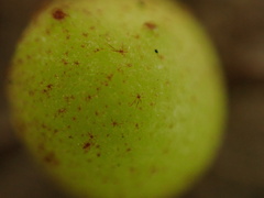 Belonocnema treatae