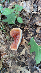 Ganoderma sessile
