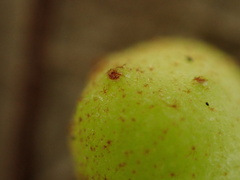 Belonocnema treatae