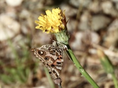 Vanessa braziliensis