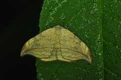 Drepana arcuata