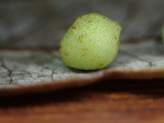 Belonocnema treatae
