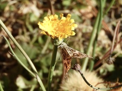 Vanessa braziliensis