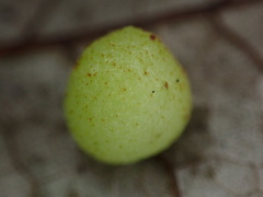 Belonocnema treatae