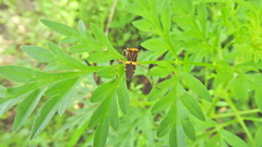 Hypselonotus lineatus