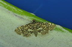 Anageshna primordialis