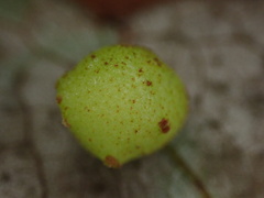 Belonocnema treatae