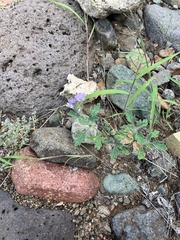 Glandularia gooddingii