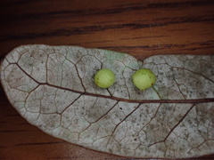 Belonocnema treatae
