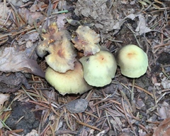 Hypholoma fasciculare