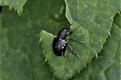 Otiorhynchus gemmatus