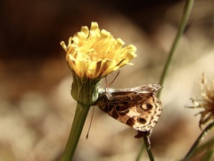 Vanessa braziliensis