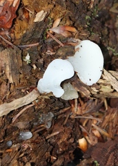 Pseudohydnum gelatinosum