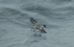 Pelagodroma marina