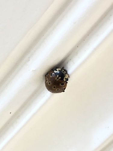 Eye-spotted Lady Beetle photographed in Montana