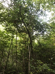 Crataegus umbratilis