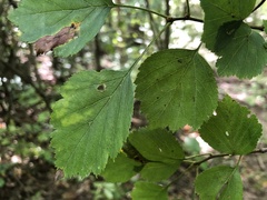 Crataegus umbratilis