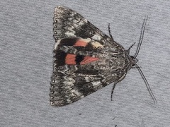 Catocala semirelicta