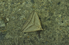 Macrochilo absorptalis