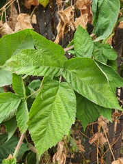 Rubus bifrons