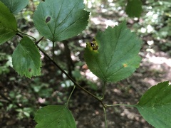 Crataegus umbratilis
