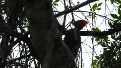Dryocopus lineatus