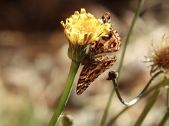 Vanessa braziliensis