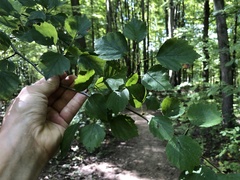 Crataegus umbratilis