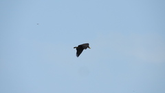 Buteogallus urubitinga