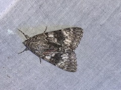 Catocala semirelicta