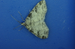 Lobophora nivigerata