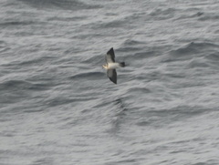 Pelagodroma marina