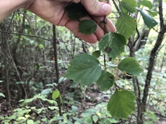 Crataegus umbratilis