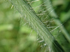 Digitaria ciliaris