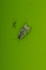 Ancylis sheppardana