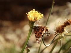 Vanessa braziliensis