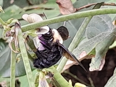 Xylocopa grisescens